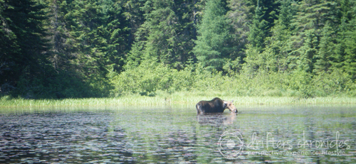 Moose in Joe Lake