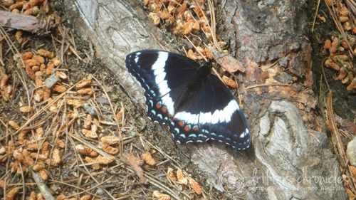 A beautiful butterfly visitor to the camp site.