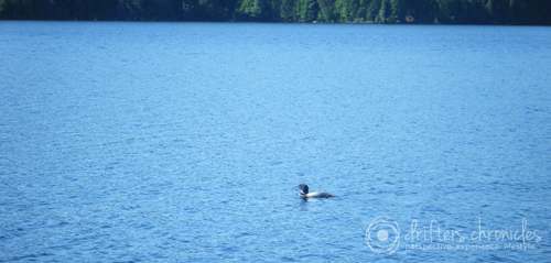 A loon gliding through the lake.