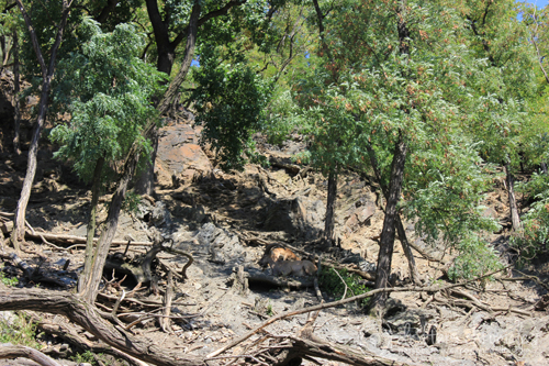 The lounging mountain goats.