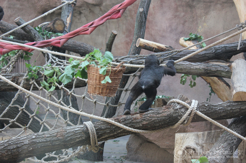 Baby Gorilla playing.