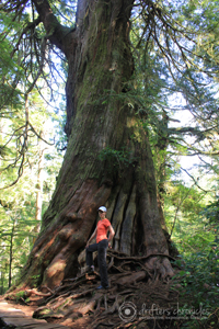 Charlene and a red cedar.